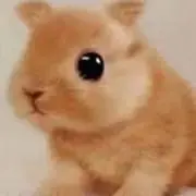 しろうさぎ