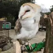 むーの画像