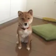 イギー※7/27~30は発送できませんの画像