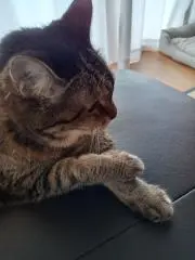 もも