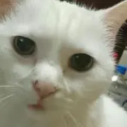 たま