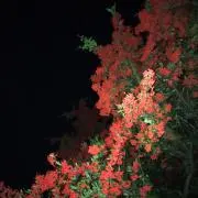 sumの画像