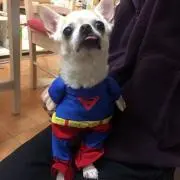 ヨウ
