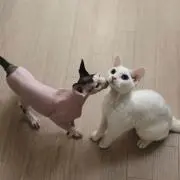 菅田の画像