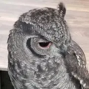 わっちの画像