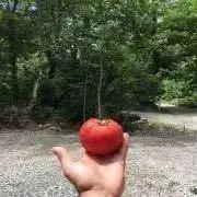 is tropicalの画像