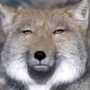 みかんの画像