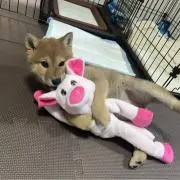 レゴの画像