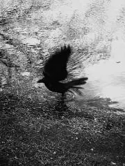 Karasu