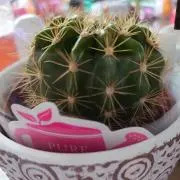 ピスケス