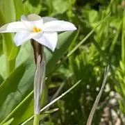 はち