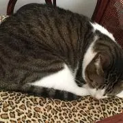 ももちの画像