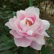 Monet IC 4.4 5極 GND結線済 - メルカリ