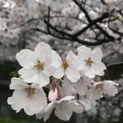 スターの画像