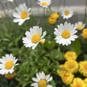 mammy♡の画像