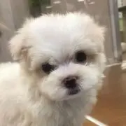 たまちゃん