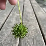 yuyの画像