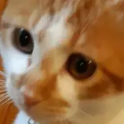 トトロの画像