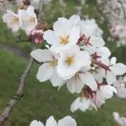 ちぃの画像