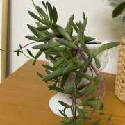 りんご
