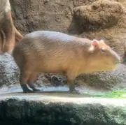 miii