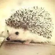 gechu＊即購入OKですの画像