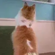 めろんぱんの画像