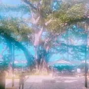 puhi pakaの画像
