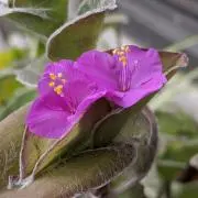 violetshの画像