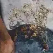 guciの画像