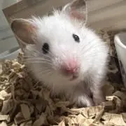 スフレの画像