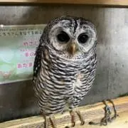 阿嘉の画像
