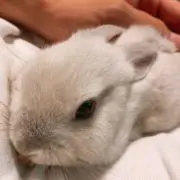 テトの画像
