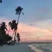 クロネコの画像