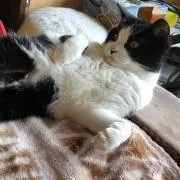 とろの画像