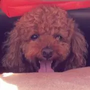 haru