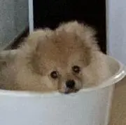 趣味のりんごの画像