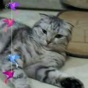 すいちゃん