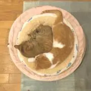 そるとの画像
