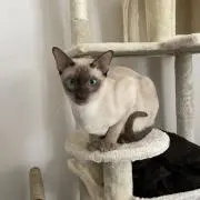 りゅうしょう