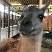 れいらの画像