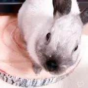 かりん