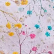 こきんの画像