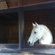 えめまん