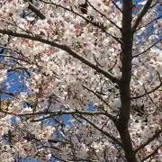 piniponi_rの画像