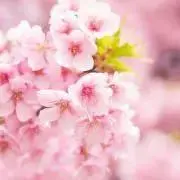 さくら