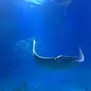 良心