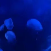☆カイ☆