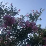 はなはなの画像