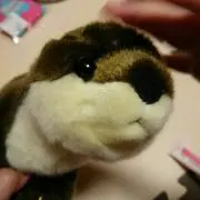 ジャスミン